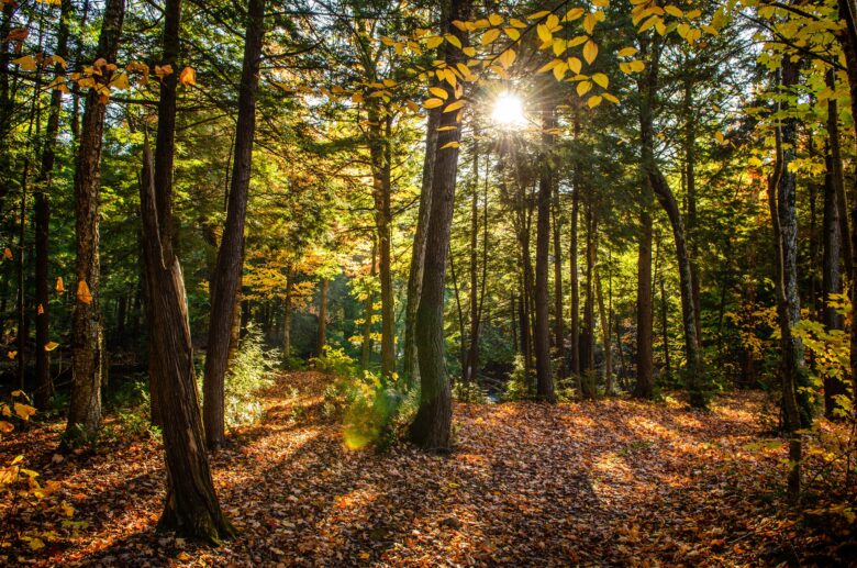 Forêt à pied